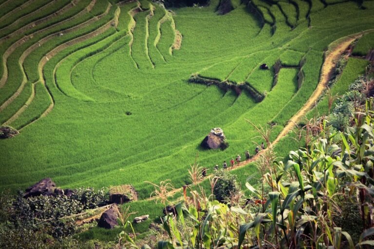 Photo Rice drying