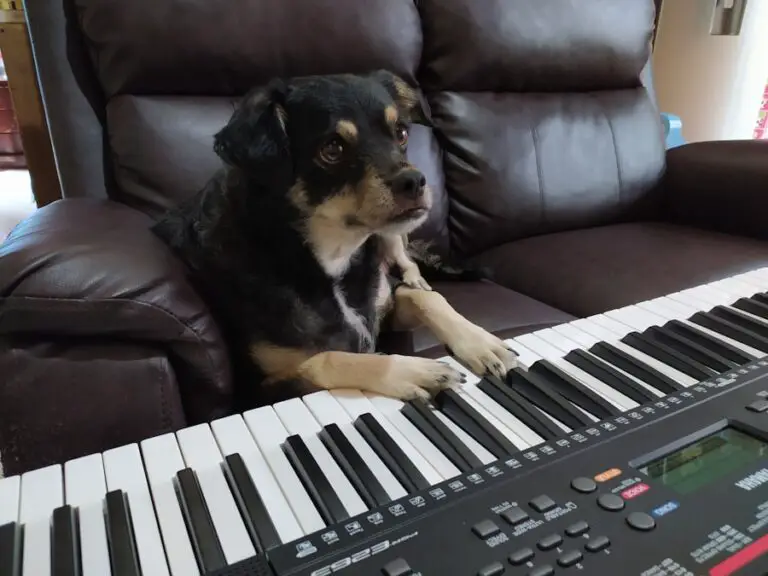 Photo "where is stereo mix gone windows 11"