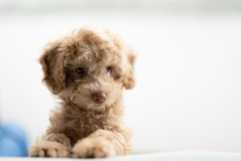 Photo Puppy listings